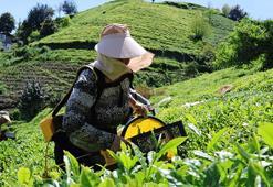Karadeniz'de çay toplama ücretleri belirlendi