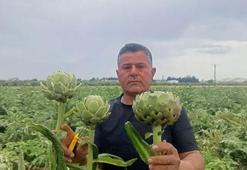 KKTC'de ilk kez yediği enginarı memleketinde üretti