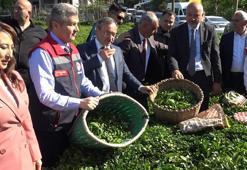 Artvin'de çay hasadı başladı