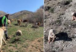 Dronla bozayıları sürüden uzaklaştırdı