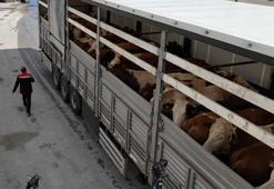 Erzincan'da kurbanlık sevkiyatına sıkı denetim
