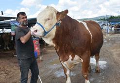 Kurban pazarının en büyüğü 'Haso Ağa', 480 bin TL'den satıldı