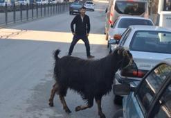 Sahibinin elinden kaçan kurbanlık keçi, uzun uğraşlar sonucu yakalandı