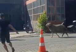Sahibinin elinden kaçan kurbanlık koç, zor anlar yaşattı