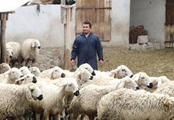 Hayvan sevgisiyle sağlığına kavuştu; köyüne dönüp modern tarım ve hayvancılığa başladı