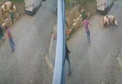 Kesilmek üzereyken kaçan boğa güçlükle yakalandı; o anlar kamerada