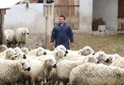 Hayvan sevgisiyle sağlığına kavuştu; köyüne dönüp modern tarım ve hayvancılığa başladı