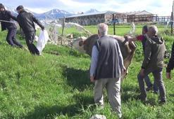 Kurban keserken kalp krizi geçirip öldü