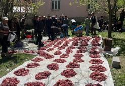 Bir asırdır devam eden dayanışma geleneğiyle kurban etleri eşit dağıtılıyor