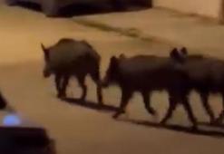 Hatay'da domuz sürüsü mahalleye indi
