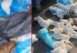 İzmir’de 33 kedinin ölü bulunduğu olayda yeniden gözaltına alınan veteriner tutuklandı