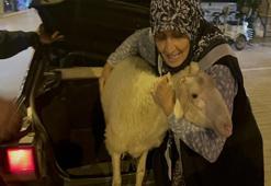Kaçan kuzuya benzetilen ‘Çorap’, kurbanlık olmaktan son anda kurtuldu