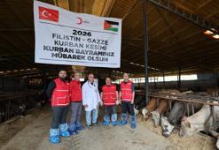 Türk Kızılay'ın vekaletle kurban kesimleri sürüyor