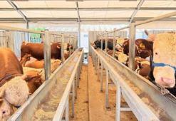 İstanbul İl Sağlık Müdürü Güner: Kurban kesimi sırasında 869 kişi yaralandı
