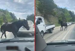Bursa’da başıboş atlar, trafiği tehlikeye soktu