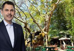 Bakan Kurum, koruma altındaki anıt ağacın hikayesini paylaştı