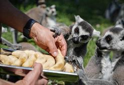 Bursa Hayvanat Bahçesi'nde penguenler klimalı odalarda, lemurlar ise soğuk meyveyle serinliyor