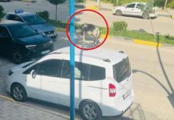 Kara yoluna çıkan başıboş eşek nedeniyle trafik aksadı