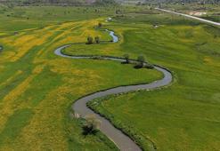 Güzeldere menderesleri, baharda sarı çiçeklerle güzel görüntüler oluşturdu