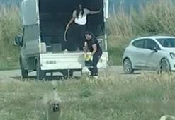 Kuşların doğal alanına kamyonetle çok sayıda köpek bıraktılar