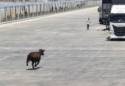 Limanda kaçan angus denize düştü