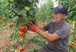 Antalya'da yazlık domates hasadı başladı