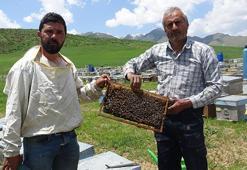 Bodrumlu arıcı, 5 yıldır Yüksekova'da bal hasadı yapıyor