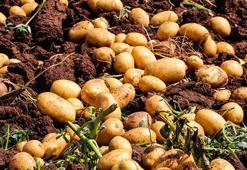 Adana’da patates hasadı; tarlada kilosu 20 TL'ye düştü