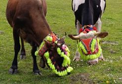 Trabzon'da renkli yayla göçü geleneği