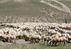 Aksaray’da ‘ithal çoban’ dönemi