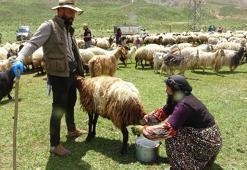Yüksekova'da berivanların yayla mesaisi başladı