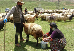 Yüksekova'da berivanların yayla mesaisi başladı