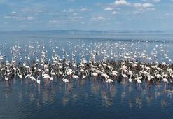 Tuz Gölü'nde 5 bin yavru flamingo kuluçkadan çıktı