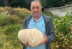 Bahçesinde 3,5 kiloluk mantar buldu