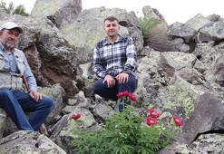 Erciyes Dağı eteklerinde şakayıklar ilk kez haziranda çiçek açtı; koparmanın cezası 699 bin TL