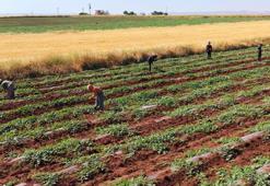 Dolunun vurduğu Diyarbakır karpuzunda hasat bu yıl gecikecek