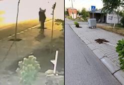 Patnos’ta kaldırımlardaki fidanları söken şüpheli yakalandı