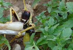 Hasat sırasında gördüğü çekirgeyi etle besledi