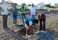 Kemer sahillerinde tespit edilen 38 deniz kaplumbağası yuvası korumaya alındı
