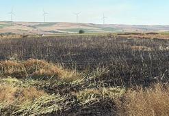 Tekirdağ'da 60 dönüm buğday ve kanola ekili alan yangında zarar gördü