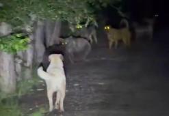 Kızılcahamam’da başıboş köpeklerin, ayılarla karşı karşıya geldiği anlar kamerada