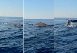 Amatör balıkçı, Akdeniz'de balina görüntüledi