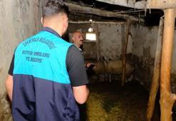Van’da kuduz vakası sonrası mahalle karantinaya alındı