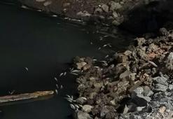 Bakırköy Çırpıcı Deresi’nde toplu balık ölümü