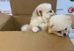 Kapıkule'de 'Pomeranian' cinsi 6 köpek yavrusu ele geçirildi