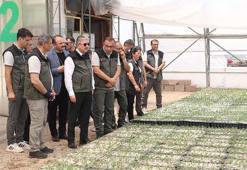 Bursa’da yanan ormanlar, Eskişehir’de üretilen fidanlarla yeşillenecek