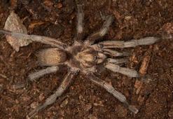 Türkiye'nin yeni tarantula türü tescillendi