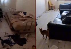 Savcılık kararıyla girilen çöp evdeki 6 kedi koruma altına alındı