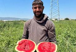 Torbalı'da karpuz hasadı başladı
