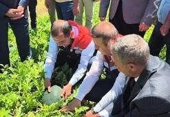 Iğdır’da 7 bin dekar alanda üretilen karpuzda 30 bin ton rekolte beklentisi